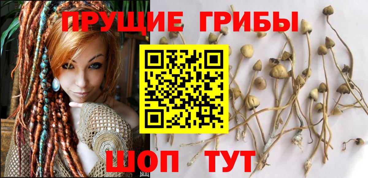 Псилоцибиновые грибы мицелий  Вход с VPN  Дедовск  Псилоцибиновые грибы Psilocybine cubensis 